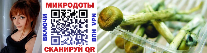 Купить  Пошехонье  Галлюциногенные грибы Cubensis 